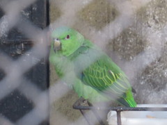 Graydidascalus brachyurus