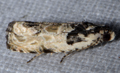 Olethreutes griseoalbana