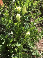 Castilleja septentrionalis