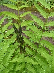 Osmunda claytoniana