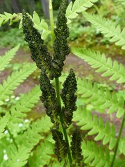 Osmunda claytoniana
