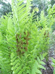 Osmunda claytoniana