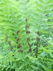 Osmunda claytoniana