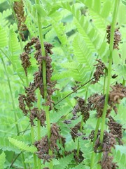 Osmunda claytoniana