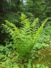 Osmunda claytoniana
