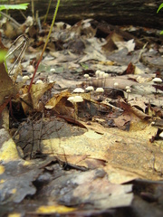 Collybiopsis quercophila