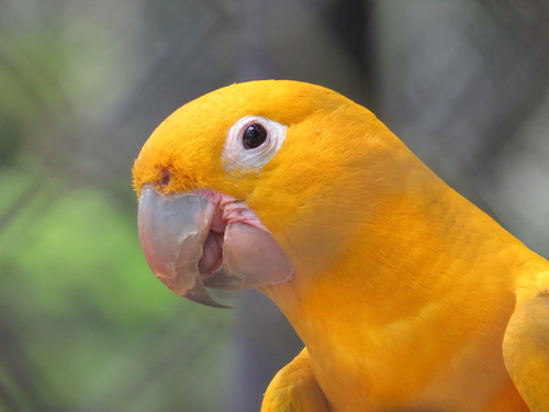 Golden Parakeet