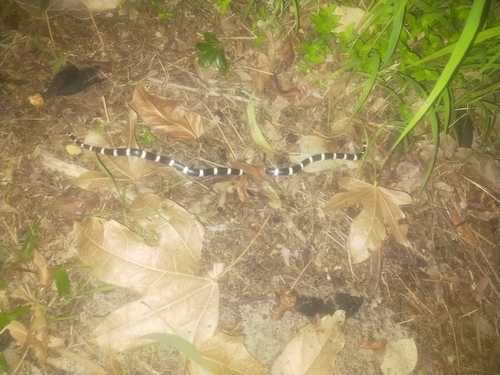 Eastern Bandy Bandy sighting