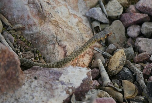 Platyceps rhodorachis subniger
