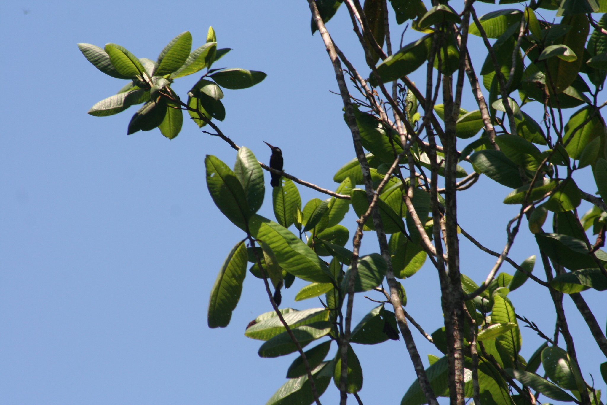 White-eared Jacamar (Galbalcyrhynchus leucotis), photo 8