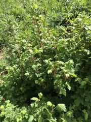 Ribes montigenum
