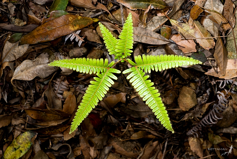 Gleicheniaceae