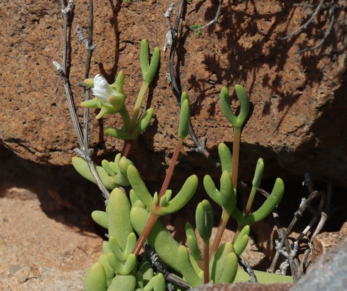 Spindly Antlerfig (Jacobsenia kolbei)