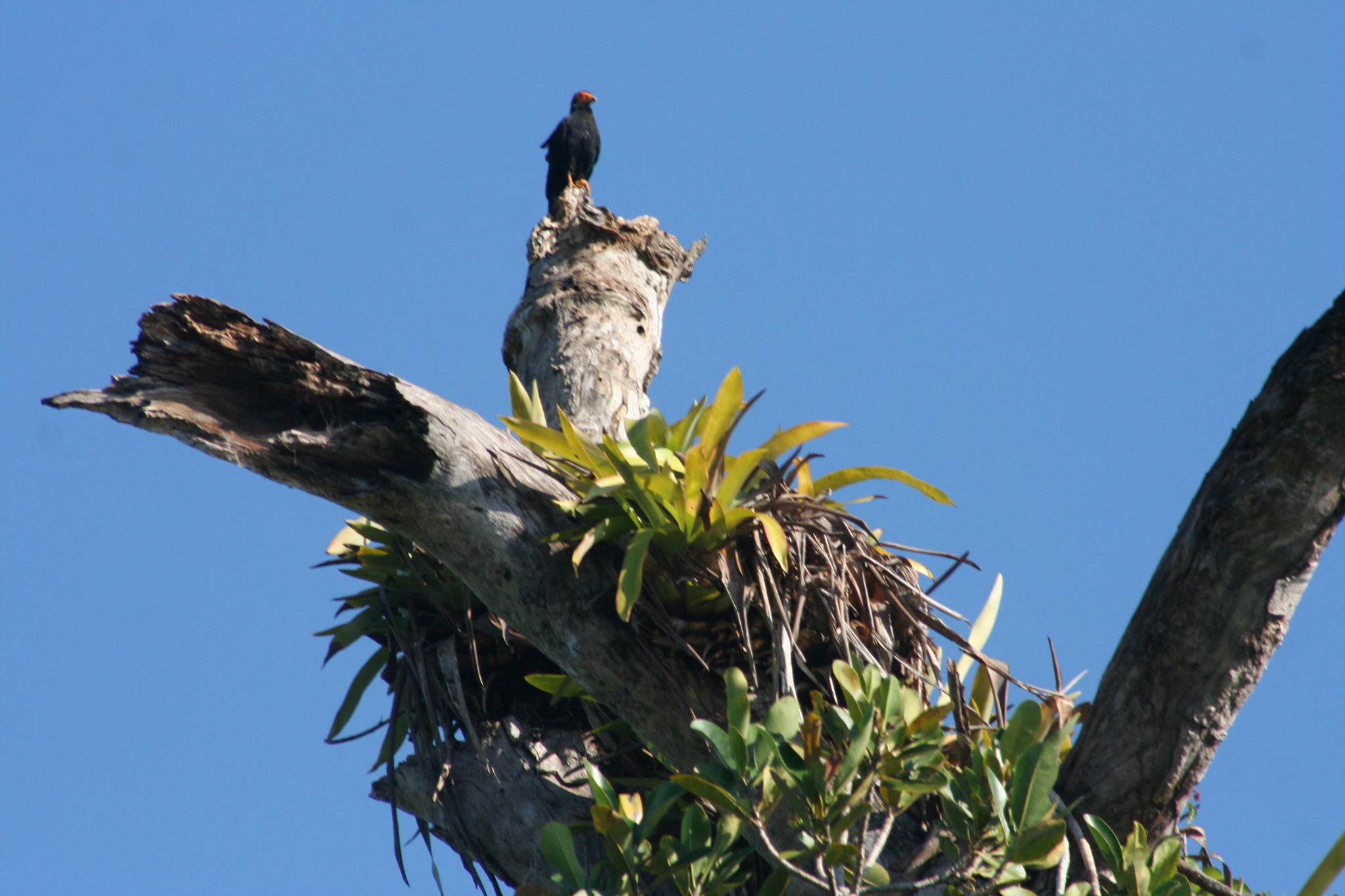 Black Caracara (Daptrius ater), photo 6