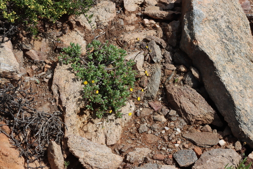 Crassothonna sedifolia, photograph 4