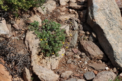 Crassothonna sedifolia, photograph (c) Tony Rebelo, some rights reserved (CC BY-SA)