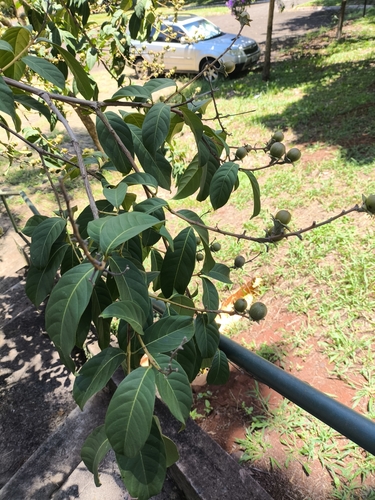 Lagerstroemia speciosa