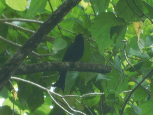 Wallacean Drongo (Dicrurus densus)