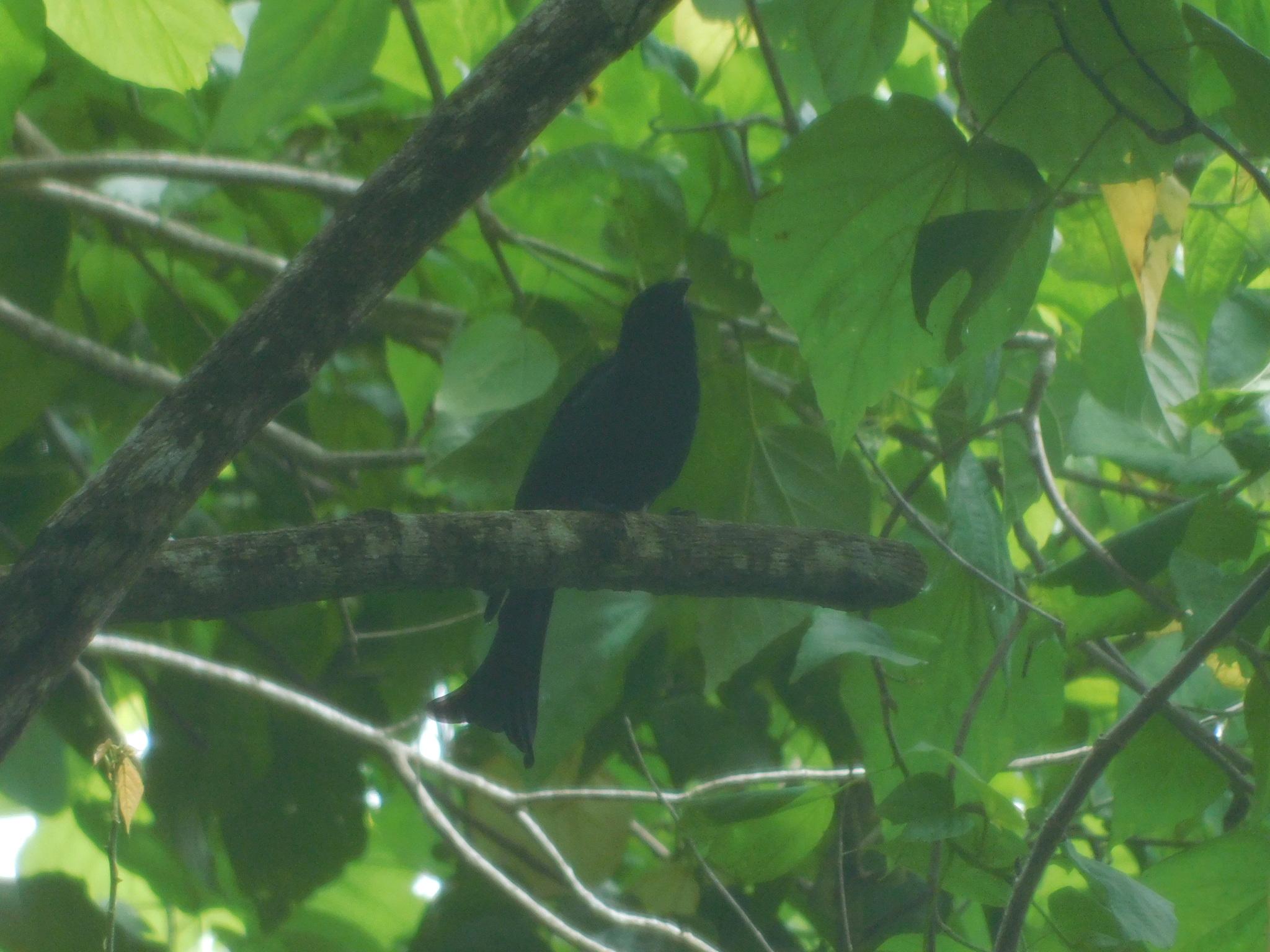 Wallacean Drongo (Dicrurus densus), photo 1