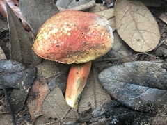 Boletus harrisonii
