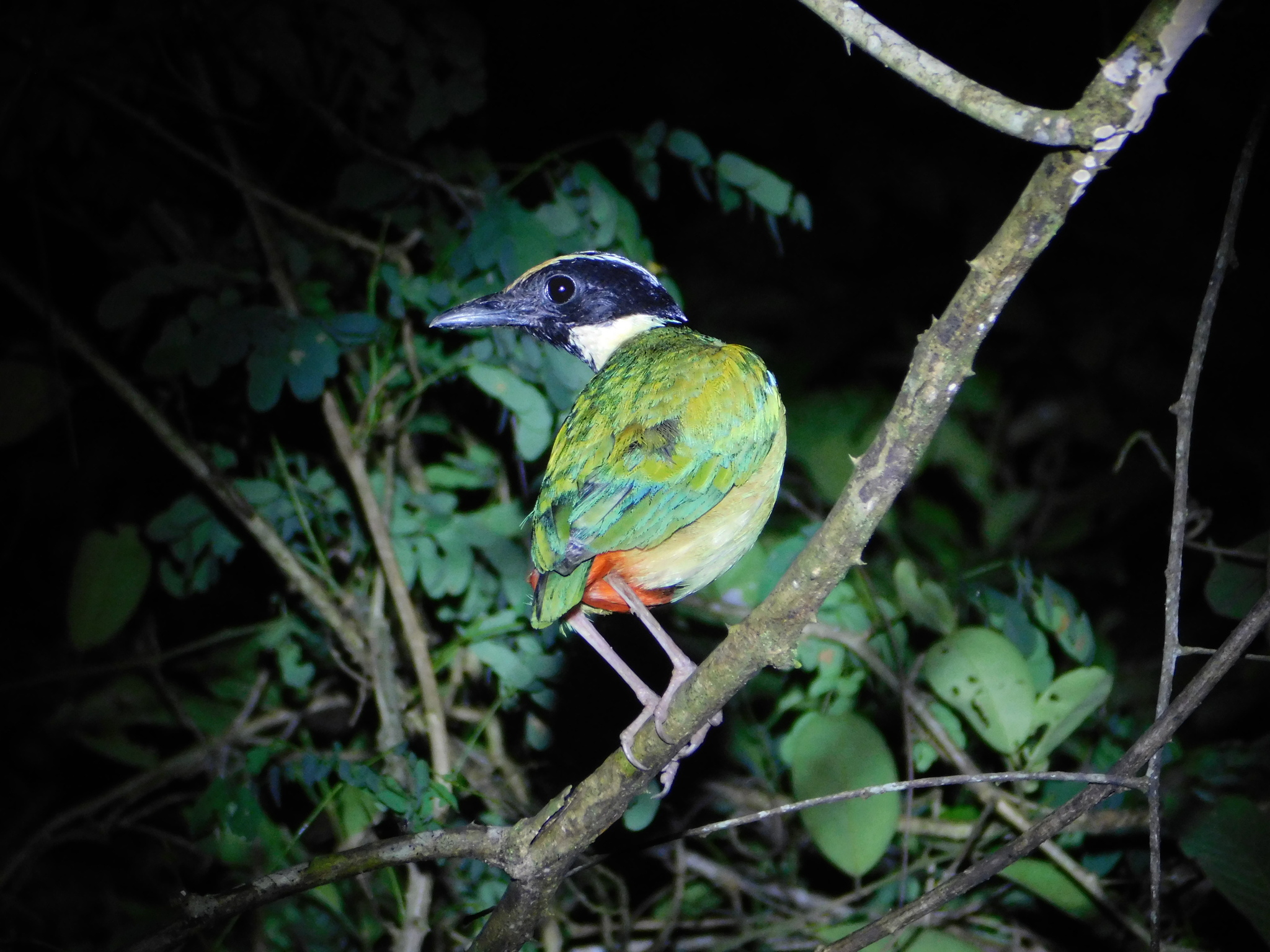 Ornate Pitta (Pitta concinna), photo 1