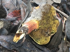 Boletus harrisonii