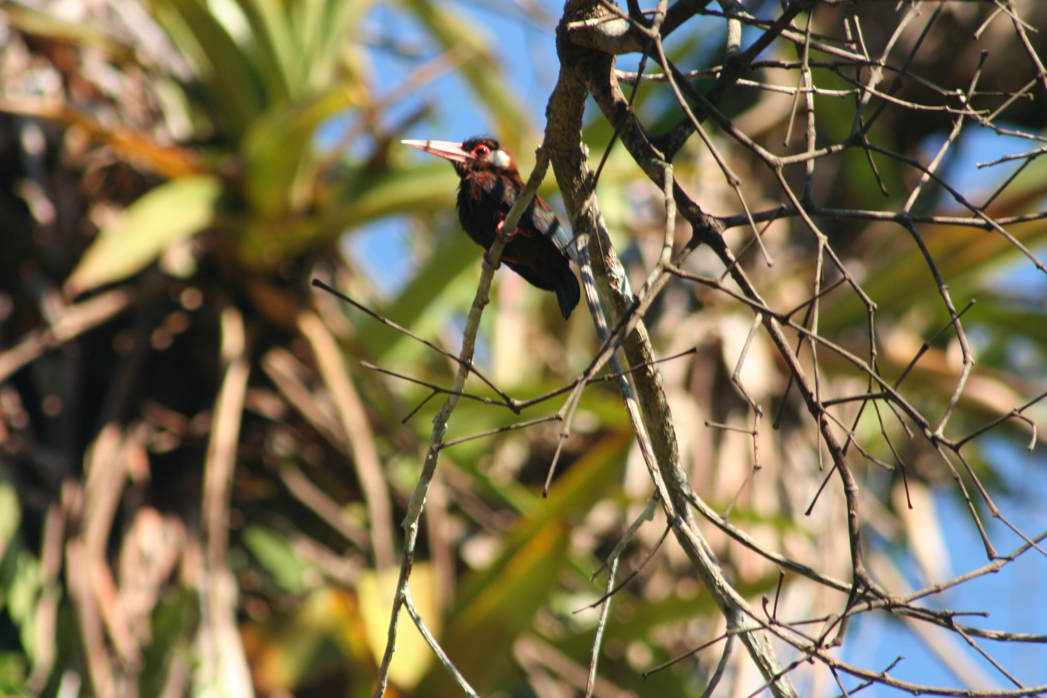 White-eared Jacamar (Galbalcyrhynchus leucotis), photo 7