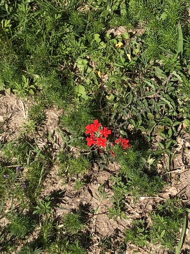 Foto de Verbena