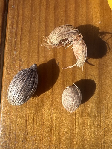Foto de Palmeira