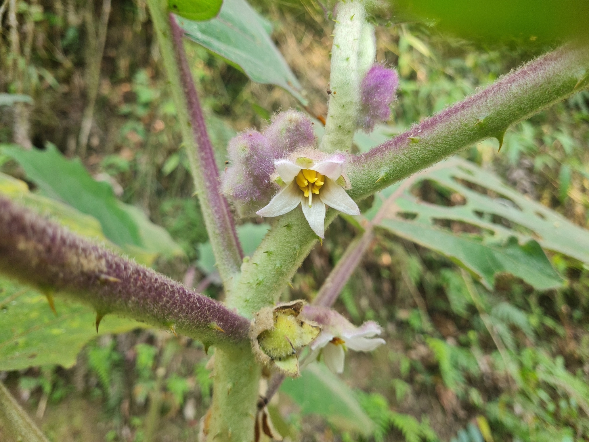 Imagem de Naranjilla