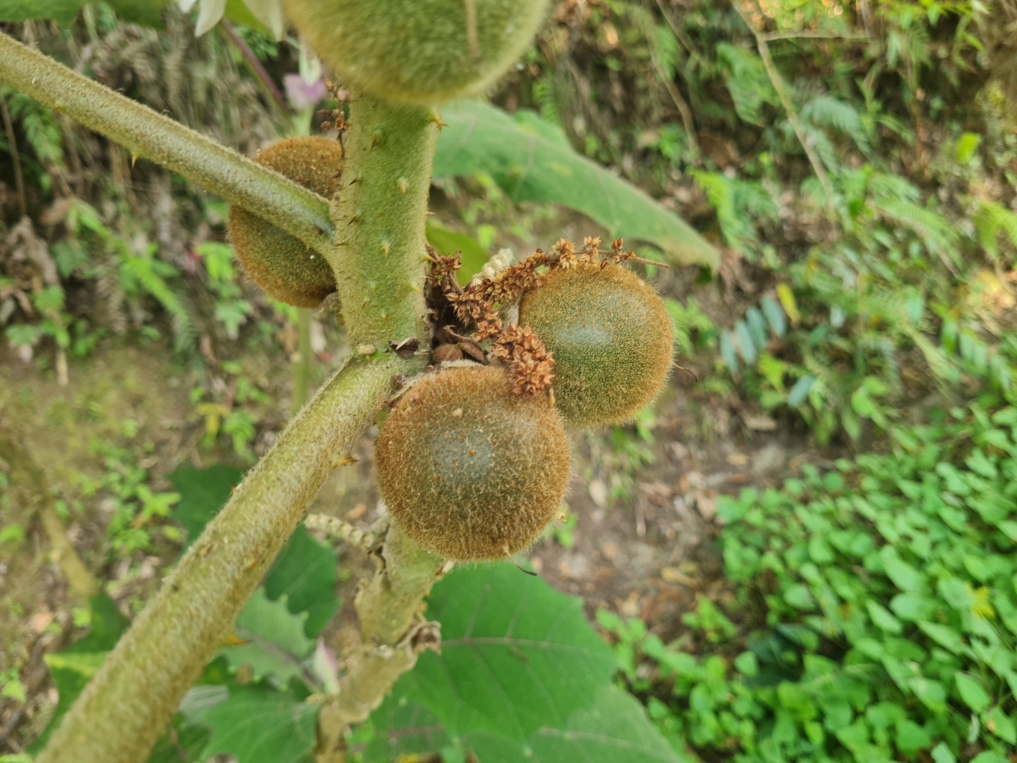 Imagem de Naranjilla