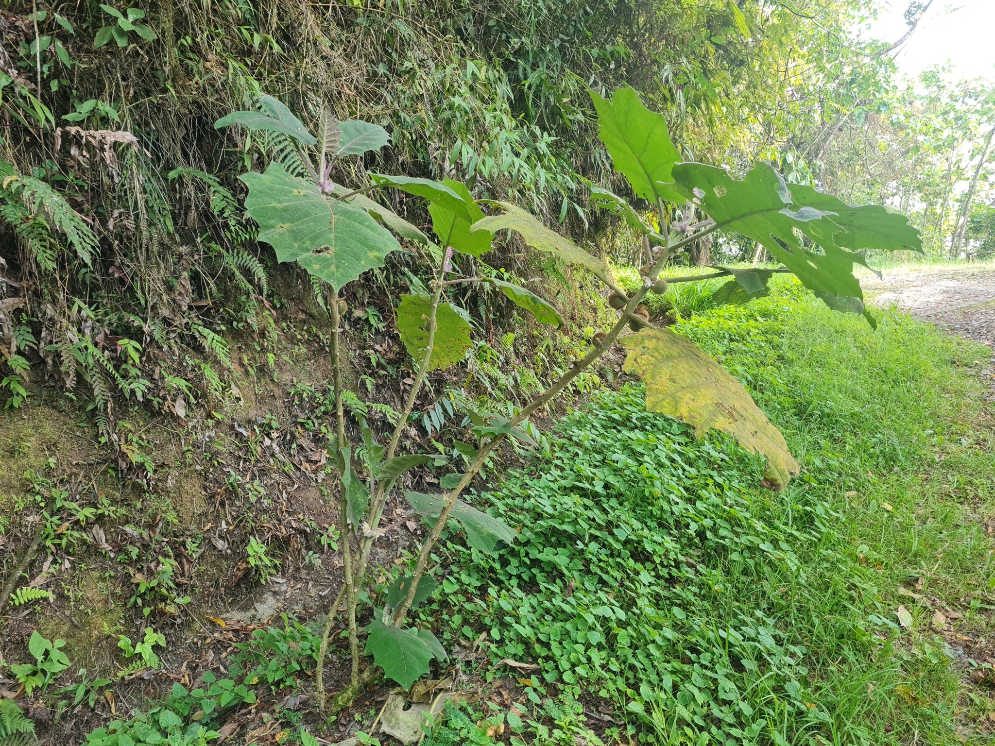 Imagem de Naranjilla