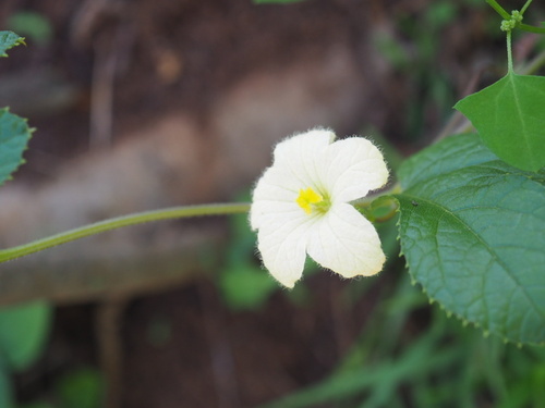 Coccinia adoensis (Coccinia adoensis)