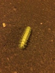 Lepidoptera