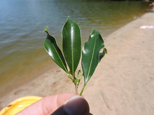 Ocotea catharinensis, photograph 2
