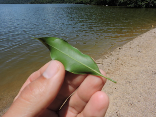 Ocotea catharinensis, photograph 1