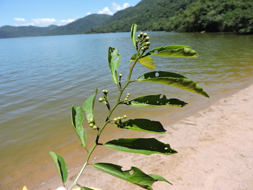 Image of Cynophalla flexuosa by (c) Fabrício Mil Homens Riella, some rights reserved (CC BY)