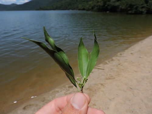 Ocotea catharinensis, photograph 3