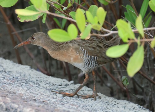 Mangrove Rail (Rallus longirostris), photo 5