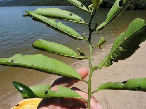 Image of Cynophalla flexuosa by (c) Fabrício Mil Homens Riella, some rights reserved (CC BY)