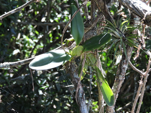 Gomesa ciliata, photograph 4