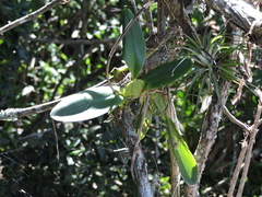 Gomesa ciliata, photograph Fabrício Mil Homens Riella, CC BY, iNaturalist via GBIF