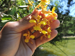 Gomesa ciliata, photograph Fabrício Mil Homens Riella, CC BY, iNaturalist via GBIF