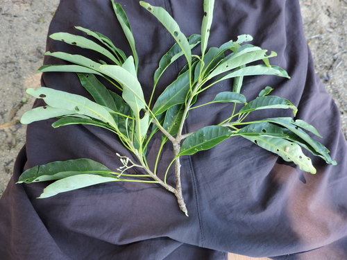Aspidosperma australe