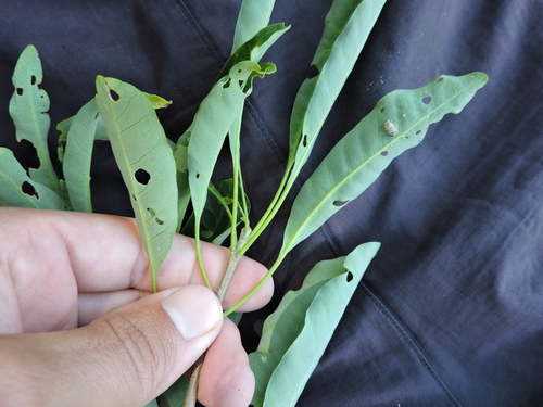 Aspidosperma australe, photograph 3