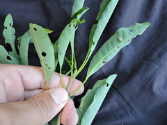 Aspidosperma australe, photograph Fabrício Mil Homens Riella, CC BY, iNaturalist via GBIF