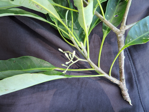 Aspidosperma australe, photograph 1