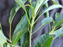 Aspidosperma australe, photograph Fabrício Mil Homens Riella, CC BY, iNaturalist via GBIF