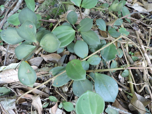 Peperomia pereskiifolia