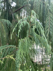 Cupressus cashmeriana